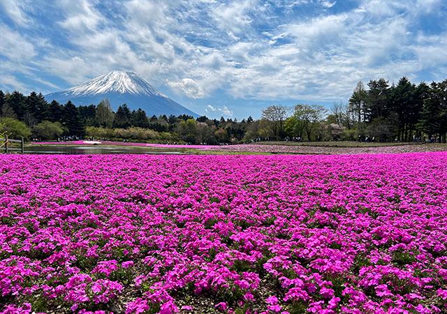 富士本栖湖度假村
