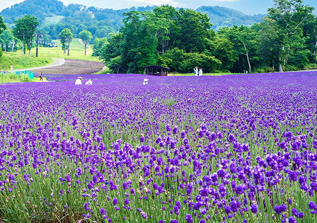 紫薰夏韻．輕井澤HIRAMATSU．馥府銀座五日