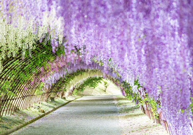 【季節限定】河內藤園紫幻想．熠熠星斗九州夜五日