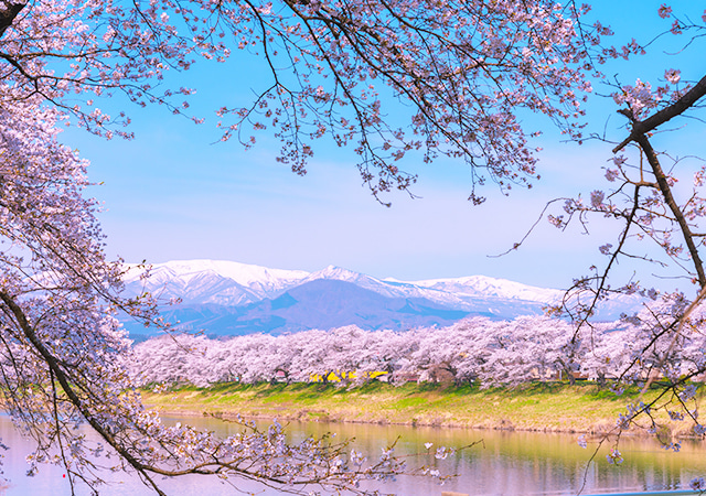 銀山溫泉氤氳．最上川花見粉櫻繚繞五～八日