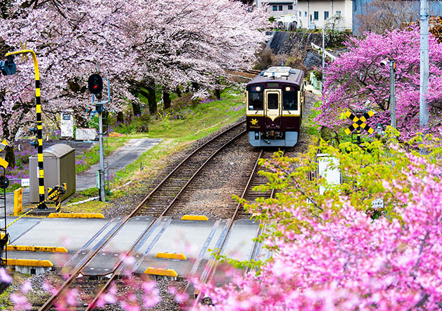 東北粉瀑川櫻花畑．日光麗思卡爾頓七日 (仙台進東京出)