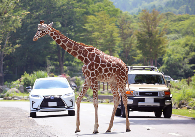 【輕奢】玄箱根強羅吟山翠．靜岡富士SAFARI遊獵五日