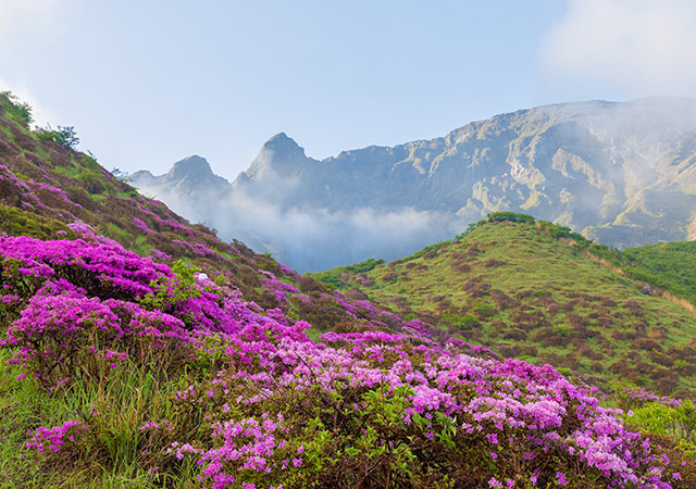 別邸蘇庵．春浪漫杜鵑花見．溫泉私湯療癒五日
