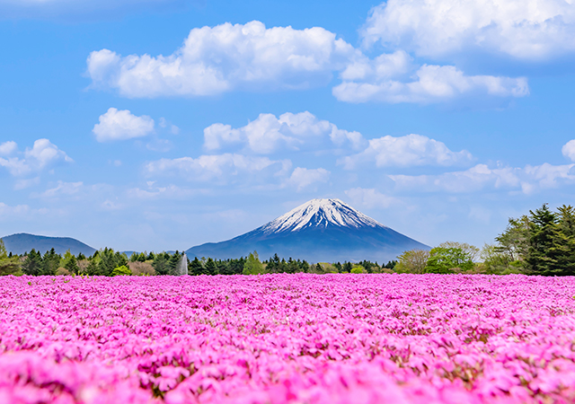 立山黑部雪之大谷．世界遺產白川鄉．富士芝櫻河口湖七日
