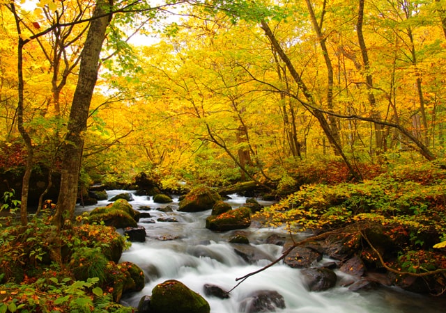 奧入瀨溪流楓拾光．尊享ANA洲際．松島温泉私湯七日