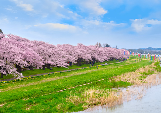 【新推出】櫻舞北上川．東北和牛．男鹿山人oga七日